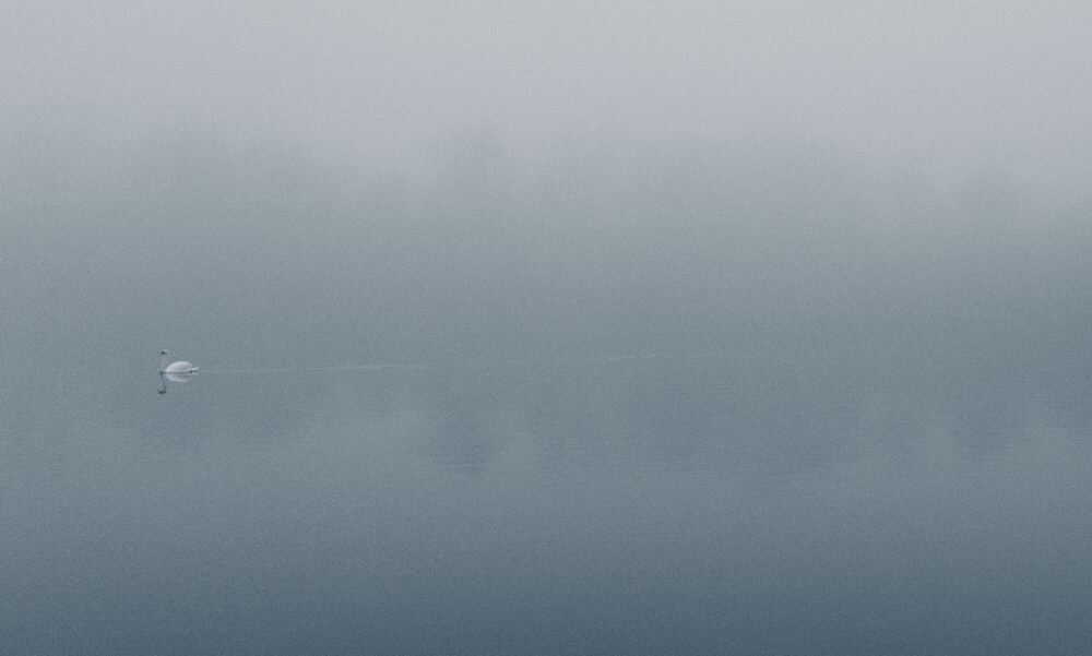 A pale, nearly empty frame of fog over water, with a single small white swan low and left of centre and no horizon line visible.